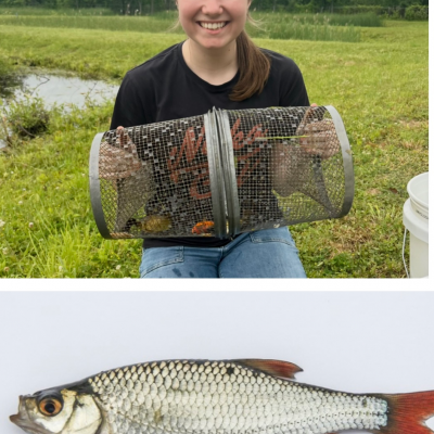 Jolie Acton holding up a fish basket by a creek, an image below shows a closer look at an Eurasian rudd