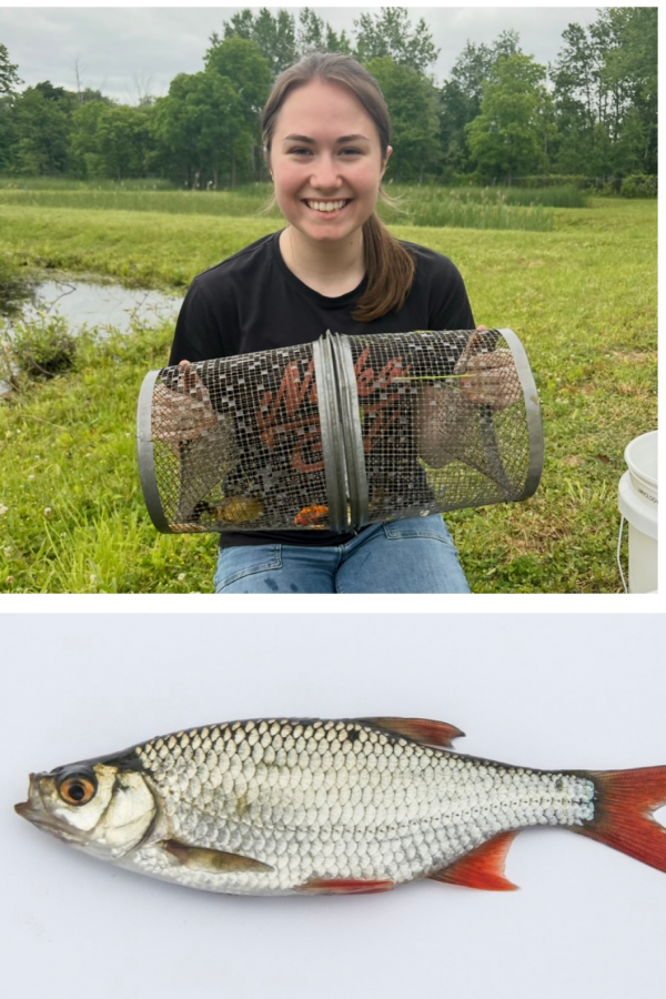 Jolie Acton holding up a fish basket by a creek, an image below shows a closer look at an Eurasian rudd