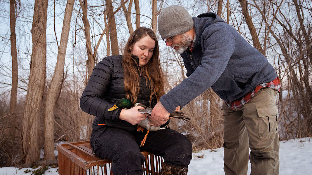 Daria Sparks and Jacob Straub banding a duck for research