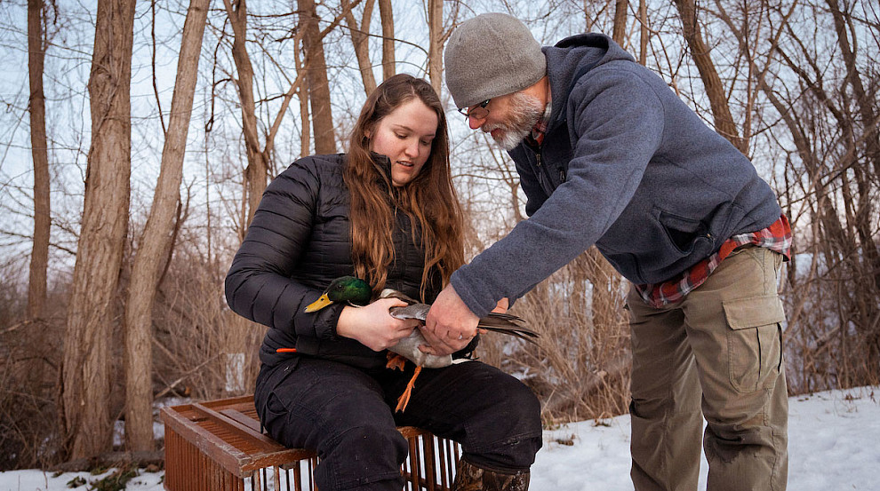 Daria Sparks and Jacob Straub banding a duck for research