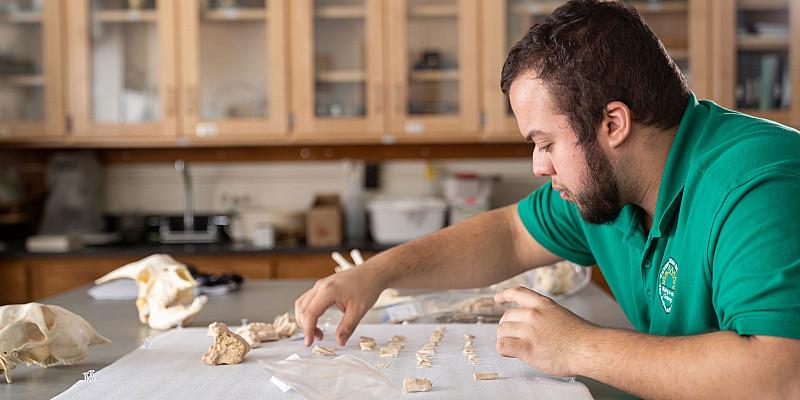 Student organizing bones in the archeology lab