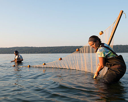 Graduate, Environmental, Science, Research, seine netting, Cayuga Lake, net
