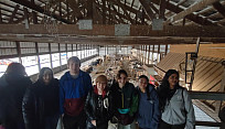 A group of students standing together on an elevated walkway inside a large barn, with rows of sheep pens and sheep visible below them, wood